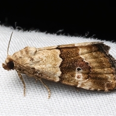 Maliattha amorpha at Rosedale, NSW - 7 Mar 2025 09:15 PM