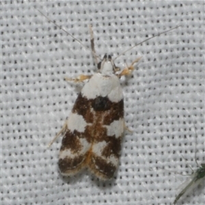 Ardozyga abruptella at Freshwater Creek, VIC - 15 Mar 2025 12:21 AM