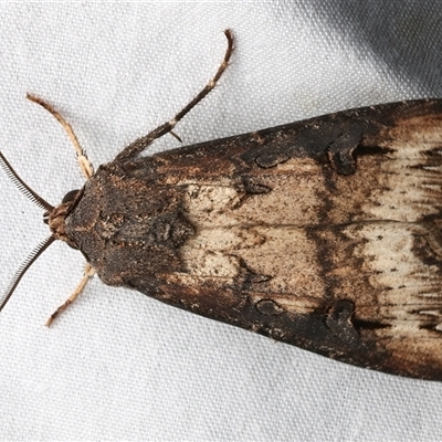 Agrotis ipsilon (Agrotis ipsilon) at Rosedale, NSW - 7 Mar 2025 by jb2602