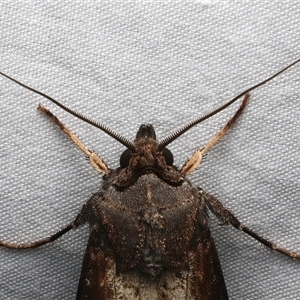 Agrotis ipsilon at Rosedale, NSW - 7 Mar 2025 09:51 PM