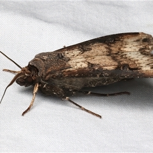 Agrotis ipsilon at Rosedale, NSW - 7 Mar 2025 09:51 PM