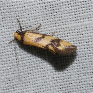 Olbonoma triptycha at Freshwater Creek, VIC - 14 Mar 2025 09:07 PM