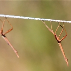 Unidentified Stick insect (Phasmatodea) at Wilsons Valley, NSW - 28 Feb 2025 by Harrisi