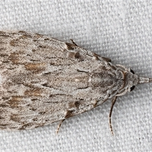 Nola crucigera at Rosedale, NSW - 7 Mar 2025 09:08 PM