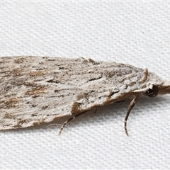 Nola crucigera at Rosedale, NSW - 7 Mar 2025 09:08 PM