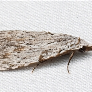 Nola crucigera at Rosedale, NSW - 7 Mar 2025 09:08 PM