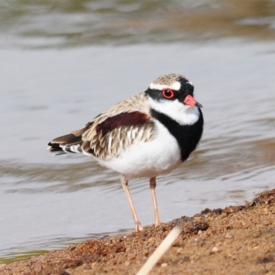 Charadrius melanops (Black-fronted Dotterel) at Coombs, ACT - 16 Mar 2025 by Harrisi