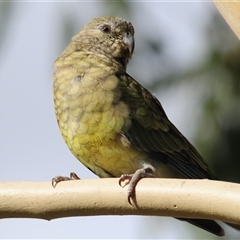 Psephotus haematonotus (Red-rumped Parrot) at Coombs, ACT - 16 Mar 2025 by Harrisi