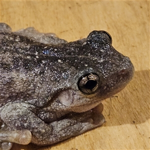 Litoria peronii at Braidwood, NSW - 17 Mar 2025 02:08 AM