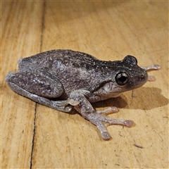 Litoria peronii at Braidwood, NSW - 17 Mar 2025 02:08 AM