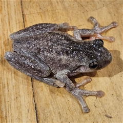 Litoria peronii at Braidwood, NSW - 17 Mar 2025 02:08 AM