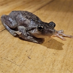 Litoria peronii at Braidwood, NSW - 17 Mar 2025 02:08 AM