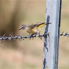 Acanthiza chrysorrhoa (Yellow-rumped Thornbill) at Wodonga, VIC - 16 Mar 2025 by KylieWaldon