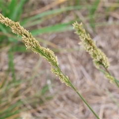 Lolium arundinaceum (Tall Fescue) at Wodonga, VIC - 16 Mar 2025 by KylieWaldon