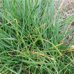 Lolium arundinaceum at Wodonga, VIC - 16 Mar 2025 01:07 PM