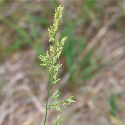 Lolium arundinaceum (Tall Fescue) at Wodonga, VIC - 16 Mar 2025 by KylieWaldon