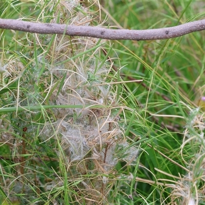 Unidentified Grass at Wodonga, VIC - 16 Mar 2025 by KylieWaldon