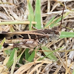 Unidentified Grasshopper (several families) at Wodonga, VIC - 16 Mar 2025 by KylieWaldon