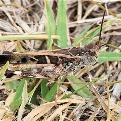 Unidentified Grasshopper (several families) at Wodonga, VIC - 16 Mar 2025 by KylieWaldon