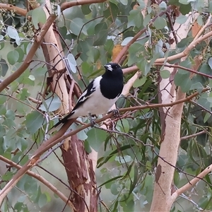 Cracticus nigrogularis at Wodonga, VIC - 16 Mar 2025 01:10 PM