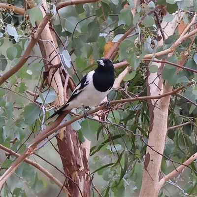 Cracticus nigrogularis (Pied Butcherbird) at Wodonga, VIC - 16 Mar 2025 by KylieWaldon