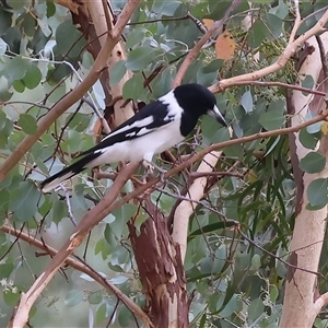 Cracticus nigrogularis at Wodonga, VIC - 16 Mar 2025 01:10 PM