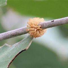 Paropsis atomaria (Eucalyptus leaf beetle) at Wodonga, VIC - 16 Mar 2025 by KylieWaldon