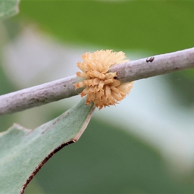 Paropsis atomaria (Eucalyptus leaf beetle) at Wodonga, VIC - 16 Mar 2025 by KylieWaldon