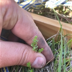 Galium ciliare subsp. ciliare at Mount Clear, ACT - 19 Feb 2025 by JamesVandersteen