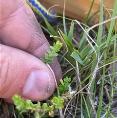 Galium ciliare subsp. ciliare at Mount Clear, ACT - 19 Feb 2025 09:24 AM