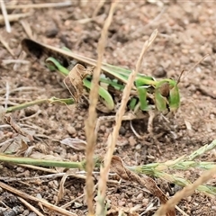 Chortoicetes terminifera (Australian Plague Locust) at Wodonga, VIC - 16 Mar 2025 by KylieWaldon