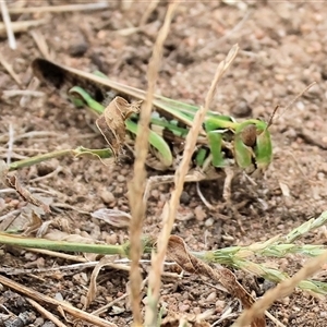 Chortoicetes terminifera at Wodonga, VIC - 16 Mar 2025 01:14 PM