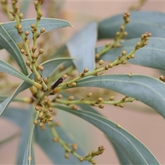 Acacia rubida (Red-stemmed Wattle, Red-leaved Wattle) at Wodonga, VIC - 16 Mar 2025 by KylieWaldon