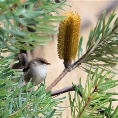 Malurus cyaneus (Superb Fairywren) at Wodonga, VIC - 16 Mar 2025 by KylieWaldon