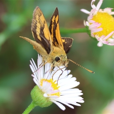 Ocybadistes walkeri (Green Grass-dart) at Wodonga, VIC - 16 Mar 2025 by KylieWaldon