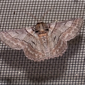 Hypobapta tachyhalotaria at Penrose, NSW - suppressed