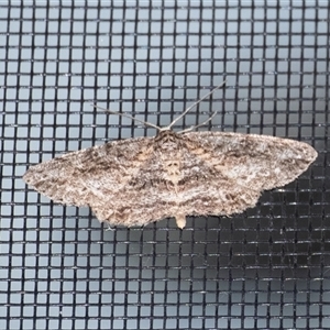 Ectropis fractaria at Penrose, NSW - suppressed