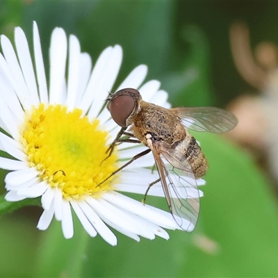 Villa sp. (genus) (Unidentified Villa bee fly) at Wodonga, VIC - 16 Mar 2025 by KylieWaldon