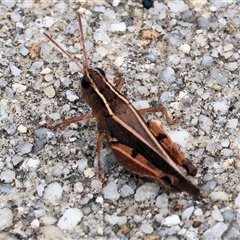 Phaulacridium vittatum (Wingless Grasshopper) at Wodonga, VIC - 16 Mar 2025 by KylieWaldon