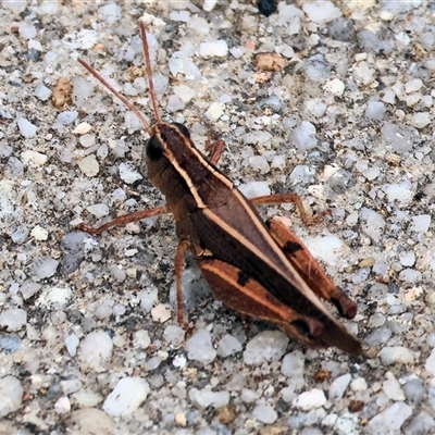 Phaulacridium vittatum (Wingless Grasshopper) at Wodonga, VIC - 16 Mar 2025 by KylieWaldon