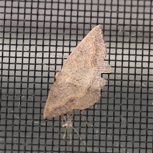 Taxeotis perlinearia at Penrose, NSW - suppressed