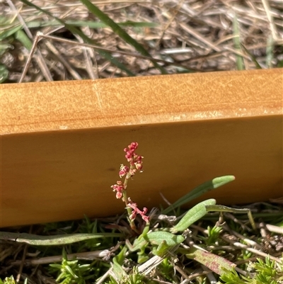 Rumex acetosella (Sheep Sorrel) at Mount Clear, ACT - 19 Feb 2025 by JamesVandersteen