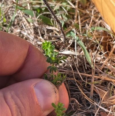 Asperula conferta (Common Woodruff) at Mount Clear, ACT - 19 Feb 2025 by JamesVandersteen