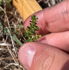 Asperula conferta at Mount Clear, ACT - 19 Feb 2025 09:49 AM