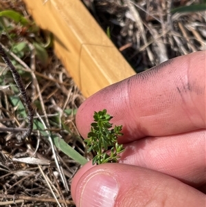 Asperula conferta at Mount Clear, ACT - 19 Feb 2025 09:49 AM