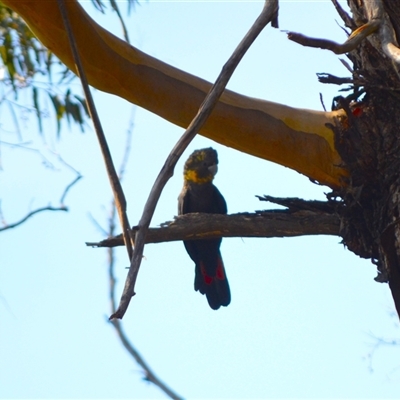 Calyptorhynchus lathami lathami (Glossy Black-Cockatoo) at Central Tilba, NSW - 14 Mar 2025 by plants