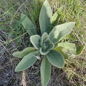 Verbascum thapsus subsp. thapsus at Mount Clear, ACT - 19 Feb 2025 09:58 AM