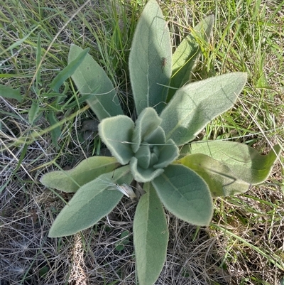 Verbascum thapsus subsp. thapsus (Great Mullein, Aaron's Rod) at Mount Clear, ACT - 19 Feb 2025 by JamesVandersteen