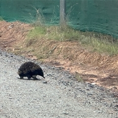 Tachyglossus aculeatus (Short-beaked Echidna) at Pialligo, ACT - 16 Mar 2025 by Crash