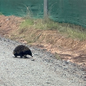 Tachyglossus aculeatus (Short-beaked Echidna) at Pialligo, ACT - 16 Mar 2025 by Crash